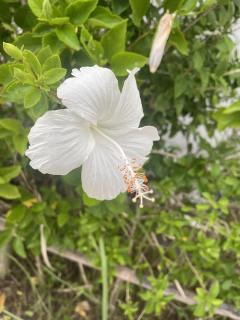 今週の出勤スケジュールです