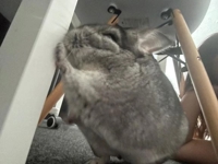 チュパチャップス　体験☆サイリ