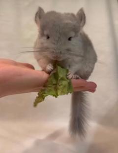 鹿児島ちゃんこ 天文館店　たお