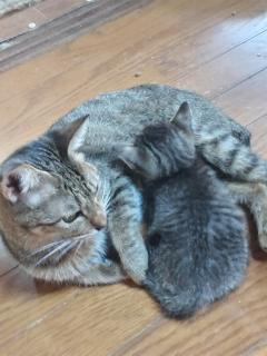 保険屋のおばちゃん　まり