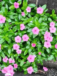🌸🍁🍀🌈おはよう〰️🌈🍀🍁🌸
　　メッセージ🍀🍁🌸
