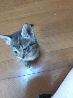 保険屋のおばちゃん　まり