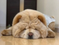 宮崎ちゃんこ中央通店　さな