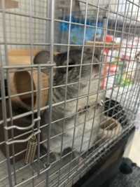 チュパチャップス　