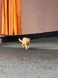 鹿児島ちゃんこ 霧島店 ちあき にゃ