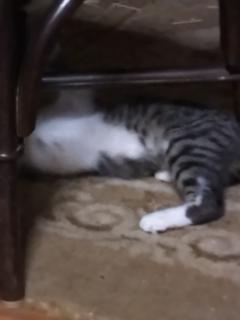 保険屋のおばちゃん　まり