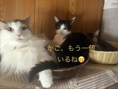 今日のニャンズ🎶