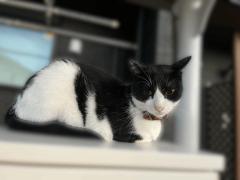 近所の