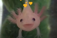 網タイ倶楽部　