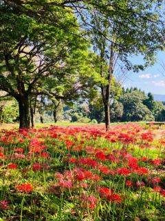 JaPON　花菜ﾊﾅ
