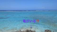 海〜･:*+.\((°ω°))/.:+