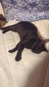 甘えん坊、猫ちゃん