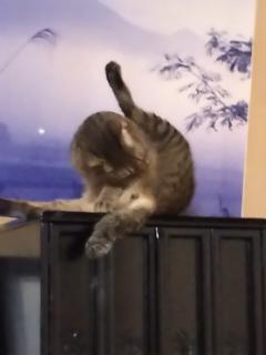 保険屋のおばちゃん　