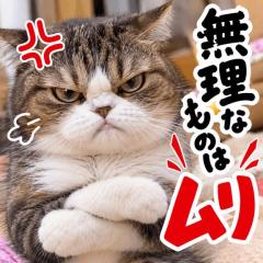 JaPON　スタッフ☆彡はくべい