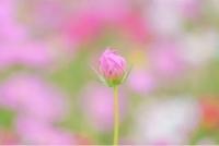 ありがとうございます
