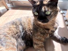 猫便り 