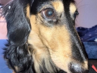 愛犬自慢