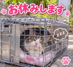 お休みします