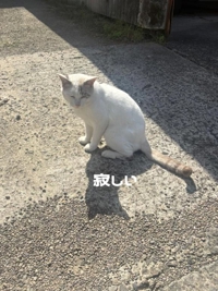 宮崎ちゃんこ都城店　ふみか
