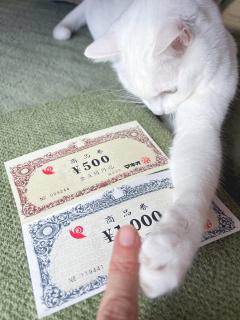 商品券、PayPay可