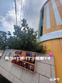 宮崎ちゃんこ都城店　ふみか