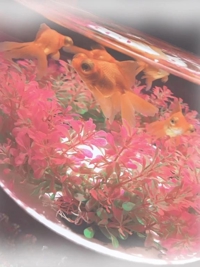 宮崎しこたまクリニック　かなで