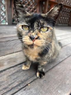 ねこ！
