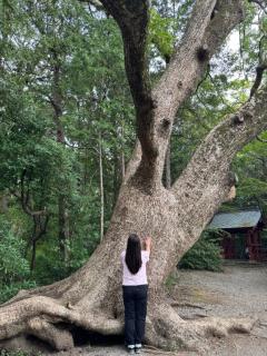コスモス月間