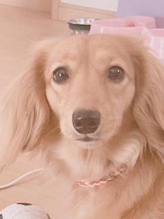 JaPON　菜沙ﾅｽﾞﾅ