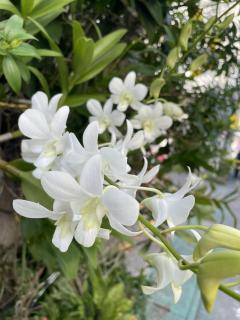 昭和（沖縄・完全個室プライベートエステ）　仲間真理子