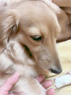 JaPON　菜沙ﾅｽﾞﾅ
