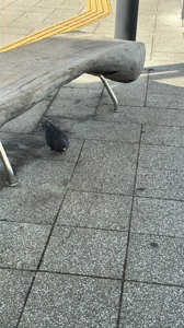 宮崎ちゃんこ中央通店　さな