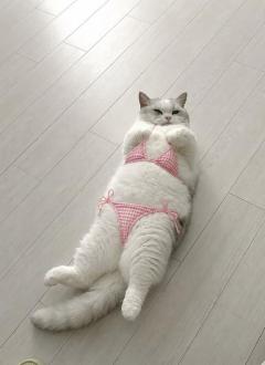 SUZUME　ちはる