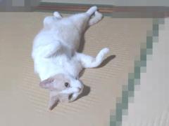 JaPON　花菜ﾊﾅ