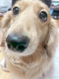 JaPON　菜沙ﾅｽﾞﾅ