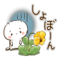 宮崎ちゃんこ都城店　すみれ