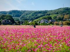 JaPON(デリヘル) 歩美ｱﾕﾐ