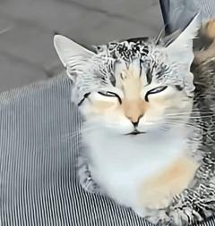  ゆり