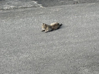 こんばんはっ(   )
