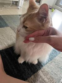 待ちナビ　ゆうか