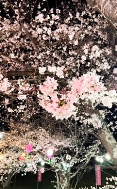 𓂃🌸𓈒𓏸