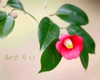 池袋㊙エステフル勃起 長澤みき 恥じらい