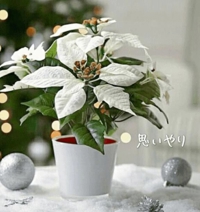 池袋㊙エステフル勃起 長澤みき 思いやり