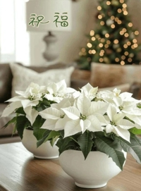 池袋㊙エステフル勃起 長澤みき 聖なる祝福